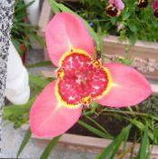 des fleurs en pot Tigridia, Mexicain Shell-Fleur herbeux photo, les caractéristiques rose