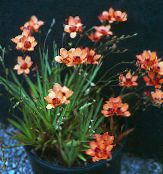 des fleurs en pot Tritonia herbeux photo, les caractéristiques orange