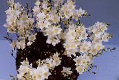 des fleurs en pot Tritonia herbeux photo, les caractéristiques blanc
