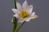 Topfblumen Tulpe grasig, Tulipa foto, Merkmale weiß