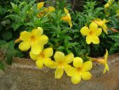 des fleurs en pot Or Trompette Arbuste une liane, Allamanda photo, les caractéristiques jaune