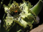 des fleurs en pot Ferraria herbeux photo, les caractéristiques vert