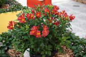 des fleurs en pot Peruvian Lily herbeux, Alstroemeria photo, les caractéristiques rouge