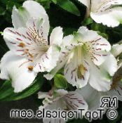Pot Flowers Peruvian Lily herbaceous plant, Alstroemeria photo, characteristics white