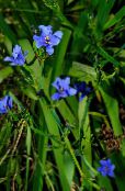 Topfblumen Blau Corn Lily grasig, Aristea ecklonii foto, Merkmale hellblau