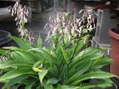 Pot Flowers Renga Lily, Rock-lily herbaceous plant, Arthropodium photo, characteristics white