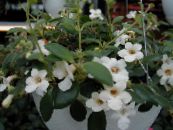 des fleurs en pot Campanule Amérique Centrale les plantes ampels, Codonanthe photo, les caractéristiques blanc