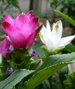 Pot Flowers Curcuma herbaceous plant photo, characteristics pink