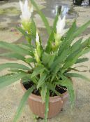 Pot Flowers Curcuma herbaceous plant photo, characteristics white