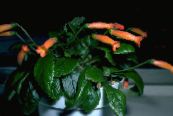 Topfblumen Gesneria grasig foto, Merkmale orange