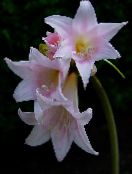Belladonna Lily, March Lily, Naked Lady (Amaryllis) Herbaceous Plant pink, characteristics, photo