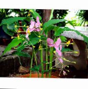 Topfblumen Tanzendame grasig, Globba foto, Merkmale rosa