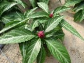 Pot Flowers Porphyrocoma herbaceous plant photo, characteristics pink