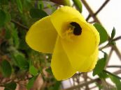 des fleurs en pot Arbre D'orchidée, Bauhinia photo, les caractéristiques jaune