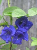 Pot Flowers Butterfly Pea liana, Clitoria ternatea photo, characteristics dark blue