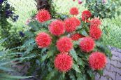 Paint Brush, Blood Lily, Sea Egg, Powder Puff (Haemanthus) Herbaceous Plant red, characteristics, photo