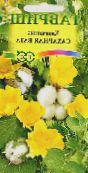 Topfblumen Gossypium, Baumwollpflanze sträucher foto, Merkmale gelb