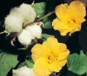 des fleurs en pot Gossypium, Cotonnier des arbustes photo, les caractéristiques jaune