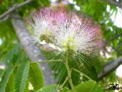 Pot Flowers Silk Tree, Albizia julibrissin photo, characteristics pink