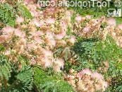 Topfblumen Seidenbaum bäume, Albizia julibrissin foto, Merkmale rosa