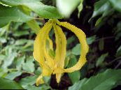 Topfblumen Zwerg Ylang Ylang Strauch sträucher, Desmos chinensis foto, Merkmale gelb