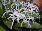des fleurs en pot Lys Araignée herbeux, Hymenocallis-caribaea photo, les caractéristiques blanc