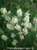 des fleurs en pot Théier des arbres, Melaleuca alternifolia photo, les caractéristiques blanc