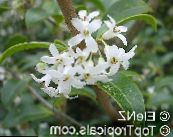 des fleurs en pot Delavay Osmanthus, Thé Delavay D'olive des arbustes, Osmanthus delavayi photo, les caractéristiques blanc