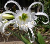 Topfblumen Spinnenlilie, Ismene, Meer Narzisse grasig, Hymenocallis-festalis foto, Merkmale weiß