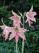 Amaryllis (Hippeastrum) Herbaceous Plant pink, characteristics, photo