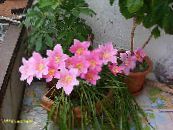 Topfblumen Regen Lilie,  grasig, Zephyranthes foto, Merkmale rosa