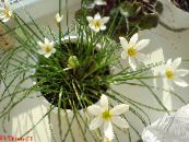 Topfblumen Regen Lilie,  grasig, Zephyranthes foto, Merkmale weiß