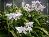 des fleurs en pot Crinum herbeux photo, les caractéristiques blanc