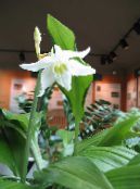 Topfblumen Amazon Lily grasig, Eucharis foto, Merkmale weiß