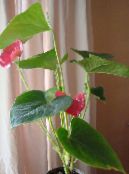 Fenicottero Fiore, Fiore Del Cuore (Anthurium) Erbacee rosa, caratteristiche, foto
