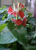 Flamant Rose, Fleur De Coeur (Anthurium) Herbeux rouge, les caractéristiques, photo