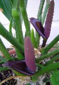 Fenicottero Fiore, Fiore Del Cuore (Anthurium) Erbacee porpora, caratteristiche, foto