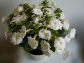 I fiori domestici Fiore Magico, Noce Orchidea le piante rampicante, Achimenes foto, caratteristiche bianco