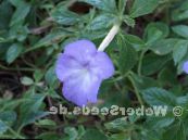 Fiore Magico, Noce Orchidea (Achimenes) Le Piante Rampicante azzurro, caratteristiche, foto