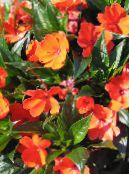 Topfblumen Geduld Pflanze, Balsam, Juwel Unkraut, Busy Lizzie grasig, Impatiens foto, Merkmale orange