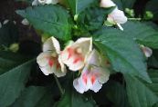 Topfblumen Geduld Pflanze, Balsam, Juwel Unkraut, Busy Lizzie grasig, Impatiens foto, Merkmale weiß
