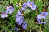 Topfblumen Geduld Pflanze, Balsam, Juwel Unkraut, Busy Lizzie grasig, Impatiens foto, Merkmale hellblau