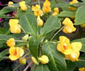Topfblumen Geduld Pflanze, Balsam, Juwel Unkraut, Busy Lizzie grasig, Impatiens foto, Merkmale gelb