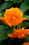 des fleurs en pot Bégonia herbeux, Begonia photo, les caractéristiques orange