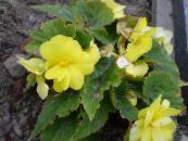 Pot Flowers Begonia herbaceous plant photo, characteristics yellow
