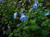 Topfblumen Browallia grasig foto, Merkmale hellblau