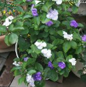 Pot Flowers Brunfelsia, Yesterday-Today-Tomorrow shrub photo, characteristics white