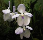 I fiori domestici Vanda erbacee foto, caratteristiche bianco