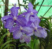 Pot Flowers Vanda herbaceous plant photo, characteristics light blue