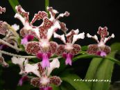 Pot Flowers Vanda herbaceous plant photo, characteristics claret